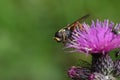 Sericomyia silentis a species of hoverfly Royalty Free Stock Photo