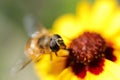 Sericomyia silentis a species of hoverfly Royalty Free Stock Photo