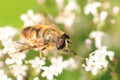 Sericomyia silentis a species of hoverfly Royalty Free Stock Photo