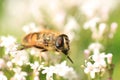 Sericomyia silentis a species of hoverfly Royalty Free Stock Photo