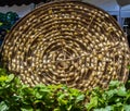 Sericulture Royalty Free Stock Photo