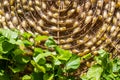 Sericulture Royalty Free Stock Photo