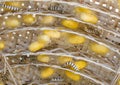 Sericulture Royalty Free Stock Photo