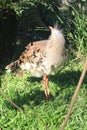 Seriema, Cariama cristata, Brazilian species, tropical bird, ostrich related species, Cerrado species