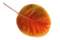 From a series: autumn leaf...