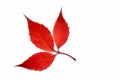 From a series: autumn leaf... Royalty Free Stock Photo