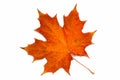 From a series: autumn leaf. Royalty Free Stock Photo