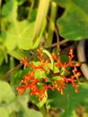 A series of closed flower buds, red and green