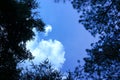 A canopy of assorted trees partially hiding a blue sky with a large cloud