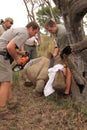 Series 1 of 6: Dehorning of rhino calf after been darted Royalty Free Stock Photo