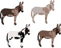 Series of donkeys various colors Royalty Free Stock Photo