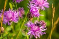 A series of field flowers of Russia. The coast of Michurinsk lake. Royalty Free Stock Photo