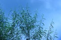 Green leaves and branches from a bamboo plant against a blue sky Royalty Free Stock Photo