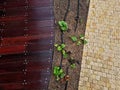 series of hoses with drip nozzles. dripping water reaches roots of the Royalty Free Stock Photo