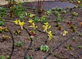 series of hoses with drip nozzles. dripping water reaches roots of the Royalty Free Stock Photo