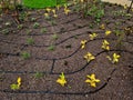 series of hoses with drip nozzles. dripping water reaches roots of the Royalty Free Stock Photo