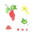 A series of illustrations of currants, branch, green leaf, yellow flowers, berries.