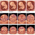 A series of illustrations depicting various stages of fetal development in utero, each labeled with Royalty Free Stock Photo