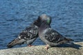 Love game of a pair of pigeons Royalty Free Stock Photo