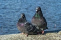 Love game of a pair of pigeons Royalty Free Stock Photo