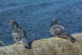 Love game of a pair of pigeons Royalty Free Stock Photo