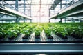 Interconnected Greenhouses: Organic Harvests in Sustainable Harmony