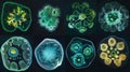 A series of microscope images showing the cellular structure of different types of algae. The cells vary in shape and