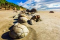 Series of mysterious boulders Moeraki Royalty Free Stock Photo