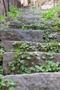 Overgrown Stone Steps in Riomaggiore Italy Royalty Free Stock Photo