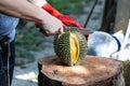 Series of person cutting open organic durian with knife Royalty Free Stock Photo