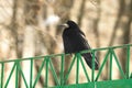 A big rook sits on a fence, on a winter street, photo in warm tones Royalty Free Stock Photo