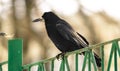 A big rook sits on a fence, on a winter street, photo in warm tones Royalty Free Stock Photo
