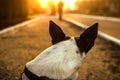 Dog in sunset with a beautiful silhouette look into the distance of the street, a portrait of basenji from the back Royalty Free Stock Photo