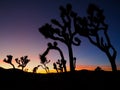 Joshua Tree California at Sunset