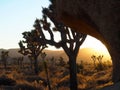 Joshua Tree California at Sunset