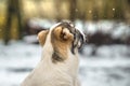 Beautiful and bright portrait alabai, dog puppy in snowy weather