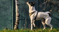 A dog stands on a hill and is studying a sit command, illustrative photo of a basenji Royalty Free Stock Photo