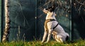 A dog stands on a hill and is studying a sit command, illustrative photo of a basenji Royalty Free Stock Photo