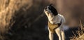 Dog on a country road in a field shakes off, photo in motion, funny basenji