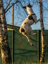 Dog on a hill in a jump, studying a complex team, illustrative photo of a basenji Royalty Free Stock Photo