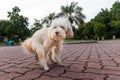 Series of poodle pet dog pooping feces shit on road pavement