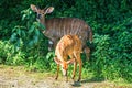 ROE deer grazing in the grass. Safari in national parks of South Africa.