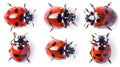 Vivid ladybug collection on white background showing various positions and angles. Perfect for nature illustrations