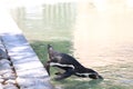 Penguin jumping Royalty Free Stock Photo