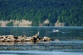 Series snapshot 2 of one seagull on rocks the second flies down the middle of the river against the backdrop of a bank with green Royalty Free Stock Photo