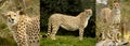 A series of three distinct images showing a cheetah.