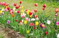 A series of tulips of various colors at a botanical reserve. Perfect shot for spring, tulips, growth, botany Royalty Free Stock Photo