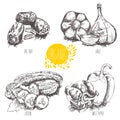 Series - vector fruit, vegetables and spices. Collection of hand-drawn organic vegetables, fruit, foods. Royalty Free Stock Photo