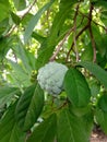 Serikaya fruit with green leaf Royalty Free Stock Photo