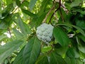 Serikaya fruit with green leaf Royalty Free Stock Photo